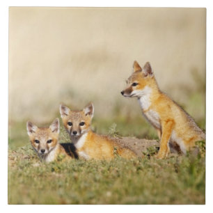 Azulejo De Cerámica Zorro veloz (Vulpes macrotis) joven en madriguera,