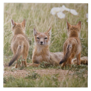 Azulejo De Cerámica Zorro veloz (Vulpes velox) hembra con crías en