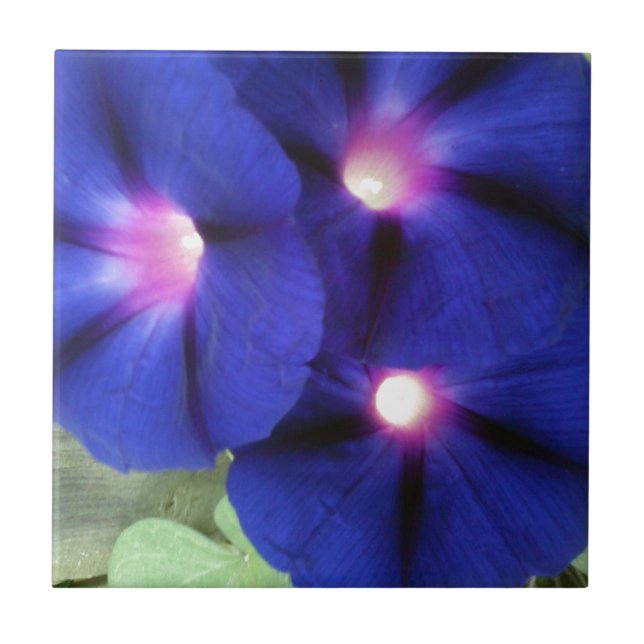 Azulejo de Flor de Gloria de la Mañana (Frente)