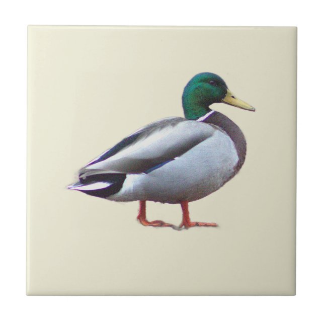 Azulejo de foto de pato real (Frente)