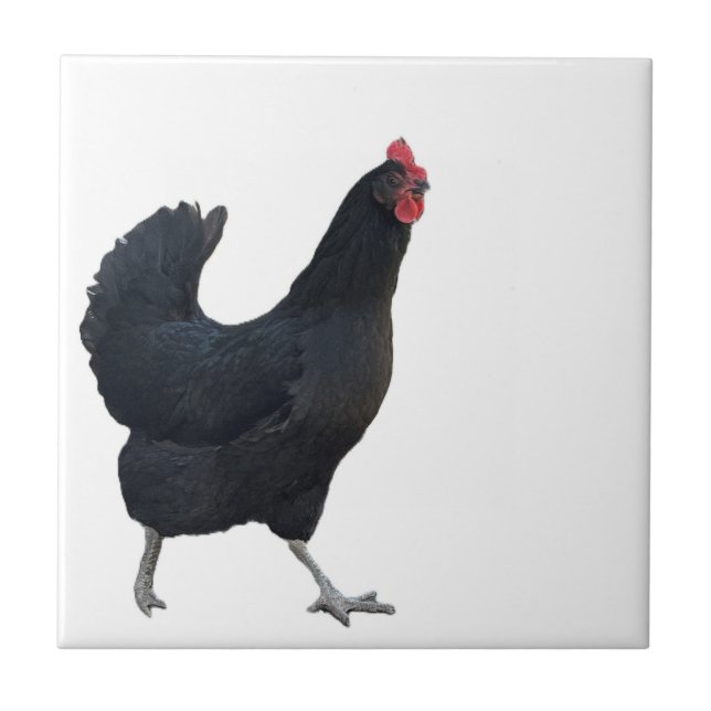 Azulejo de foto de pollo  (Frente)
