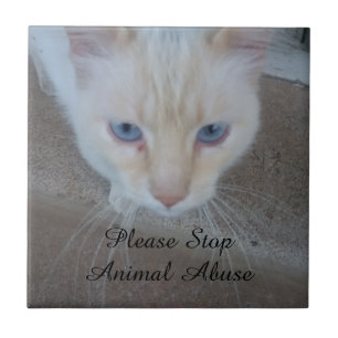 Azulejo de Gato