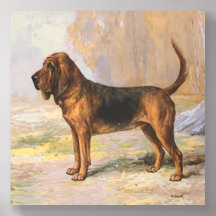Perro sabueso