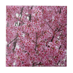 Azulejo de pared rosa de flores de cerezo