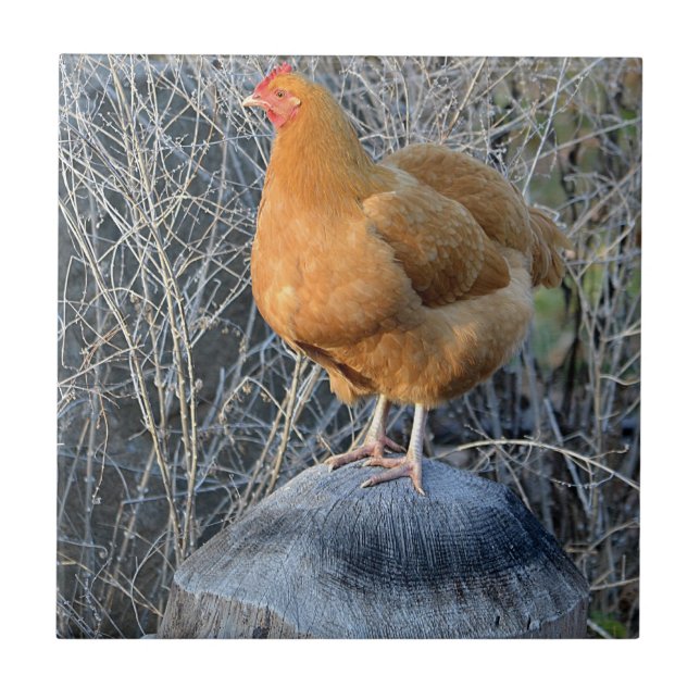 Azulejo de Pollo (Frente)