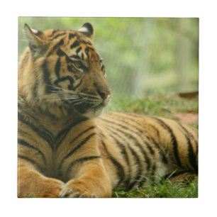 Azulejo de Tigre Reposando