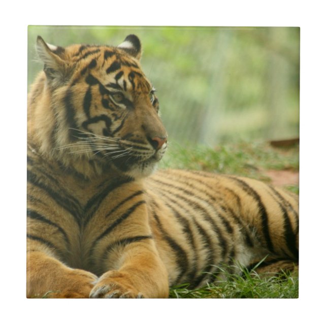 Azulejo de Tigre Reposando (Frente)