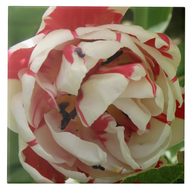 Azulejo de Tulipán Rosa y Blanco (Frente)