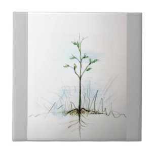 Azulejo De Una Semilla Pequeña. ... ... ...