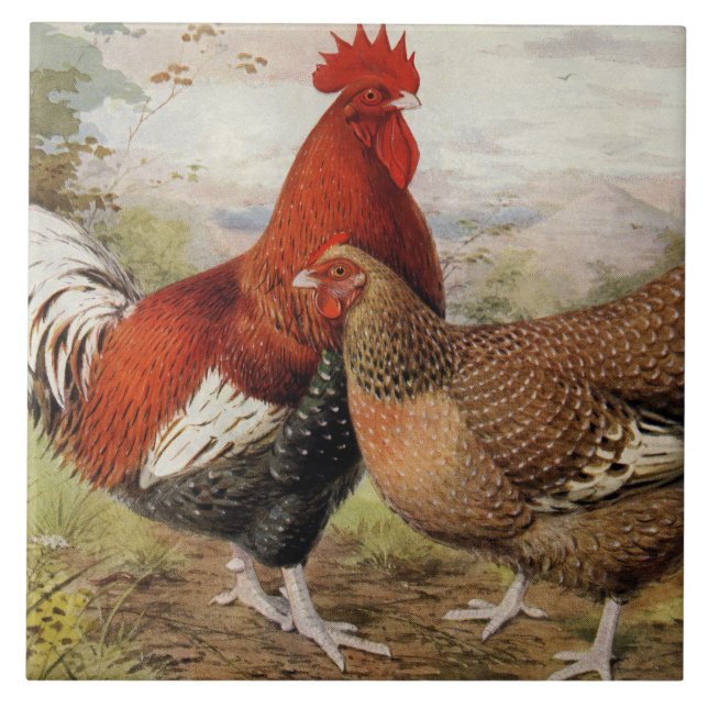 Azulejo Decoración de gallinas de granja (Frente)