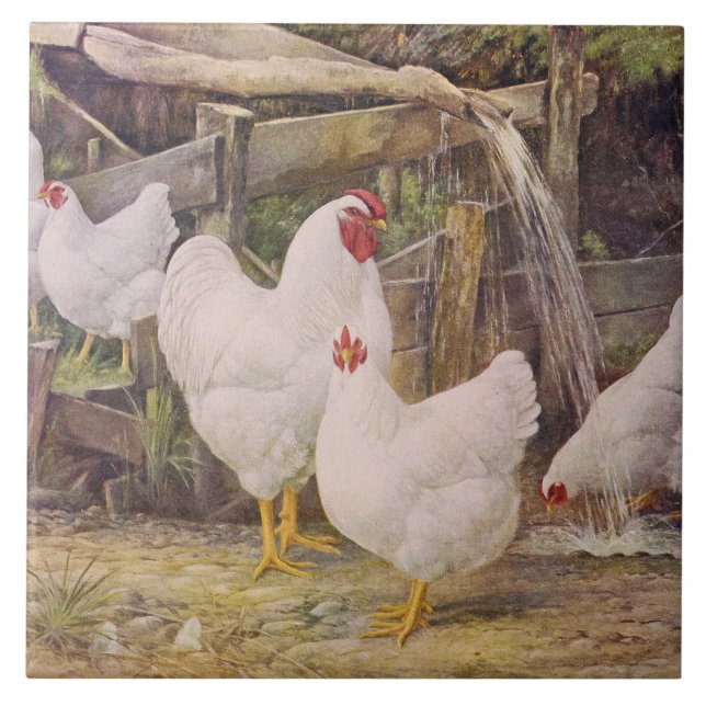 Azulejo Decoración de gallos y pollos (Frente)