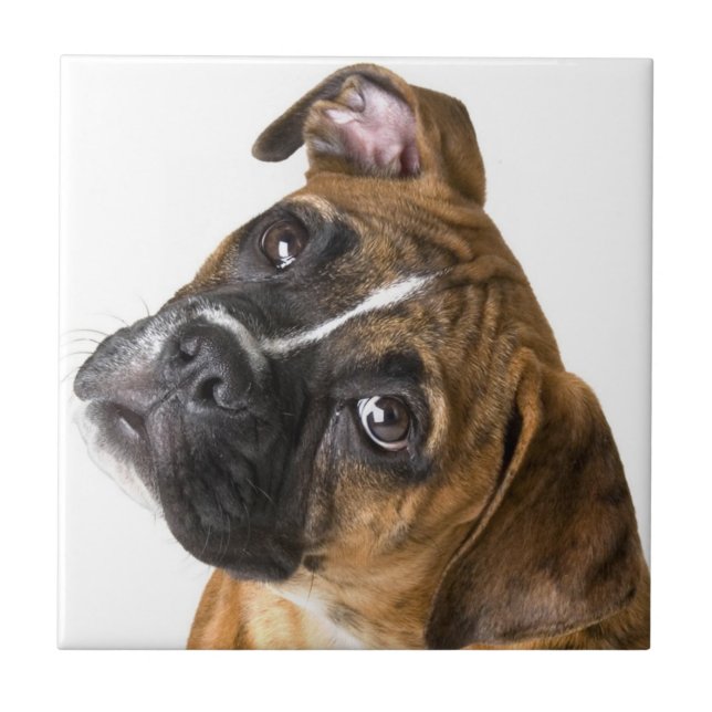 Azulejo decorativo de perro boxer (Frente)