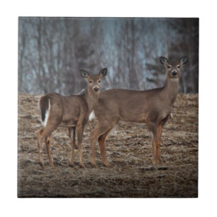 Azulejo Deer_0337v