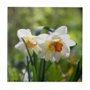Azulejo Delicada primavera de daffodils tiernos