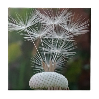 Azulejo Delicate Dandelion Seeds