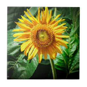 Azulejo Delicia de Girasol