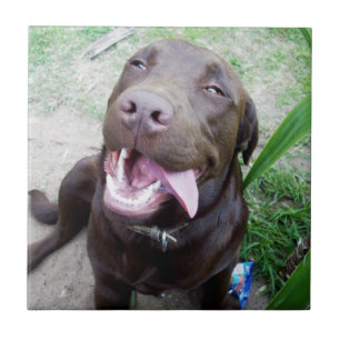 Azulejo Delicias Tontas: Cachorro Labrador Retriever de Ch