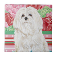 Della Rosa Maltese