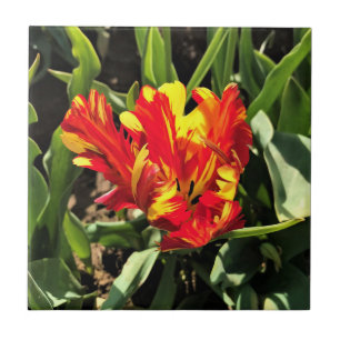 Azulejo Dentro de un flamante loro tulip