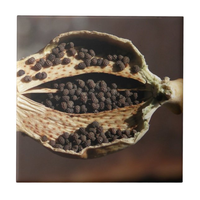Azulejo Dentro de una vaina de la flor de la amapola (Frente)