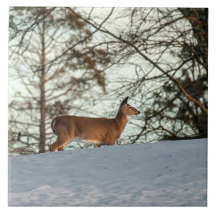 Azulejo Depósito de cola blanca