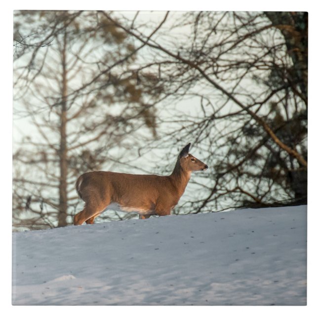Azulejo Depósito de cola blanca (Frente)