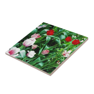 Azulejo Descanso de las imágenes de tulipanes rojos y rosa