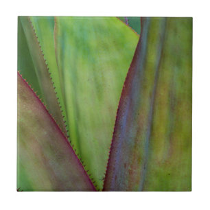 Azulejo Detalle de la planta de agave