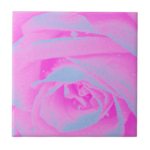 Azulejo Detalle de rosa perfecto rosa caliente y azul clar