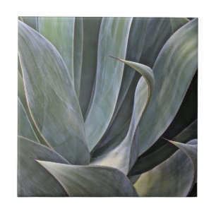 Azulejo Detalle descolorado de Succulant, 2017