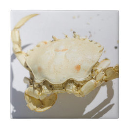 Azulejo Detalles de la estructura de la cubierta de cangre