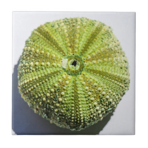 Azulejo Detalles de la estructura de la cubierta marina