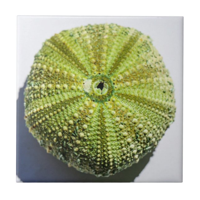 Azulejo Detalles de la estructura de la cubierta marina (Frente)