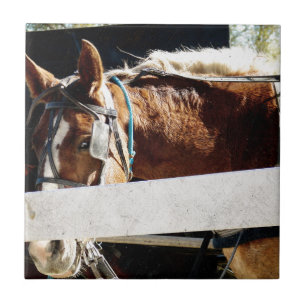 Azulejo Detrás de la cerca del caballo Amish