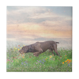 Azulejo Deutsch Drahthaar