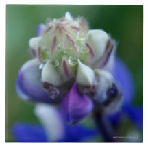 Dew Dappling Lupine
