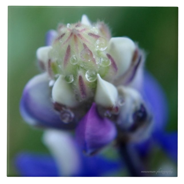 Azulejo Dew Dappling Lupine (Frente)