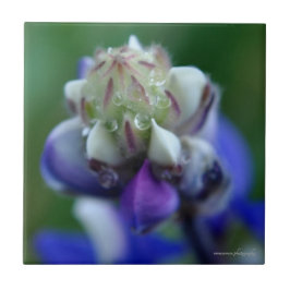 Azulejo Dew Dappling Lupine