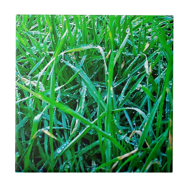 Azulejo Dewy Grass (Frente)