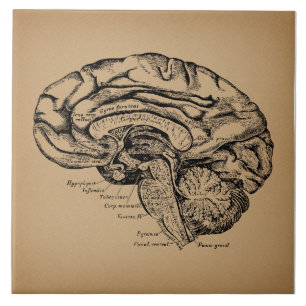 Azulejo Diagrama del cerebro antiguo Anatomía médica art
