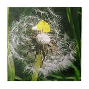 Azulejo Diardelio cutáneo