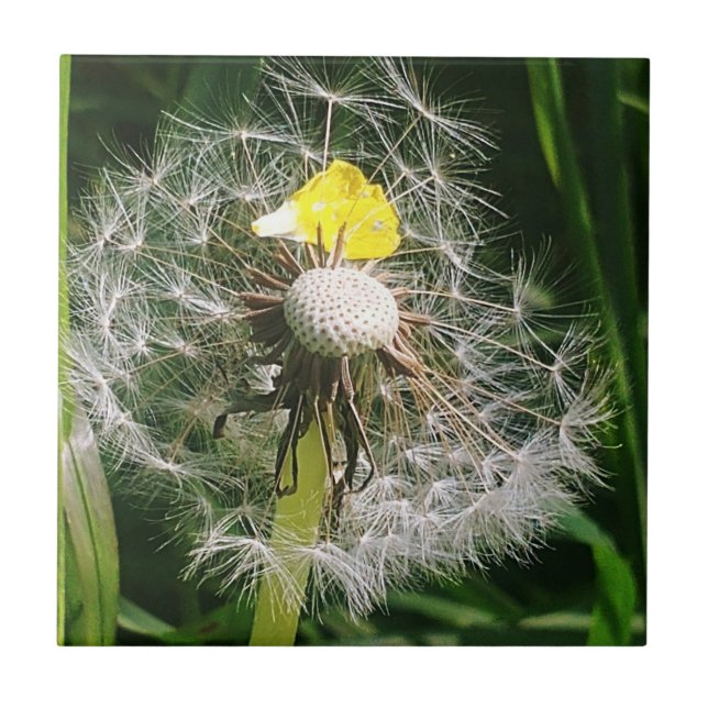 Azulejo Diardelio cutáneo (Frente)