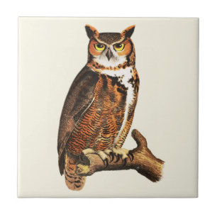 Azulejo Dibujo de búho de cuerno grande de época