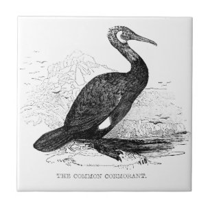 Azulejo Dibujo de fauna silvestre de aves antiguas Cormorá