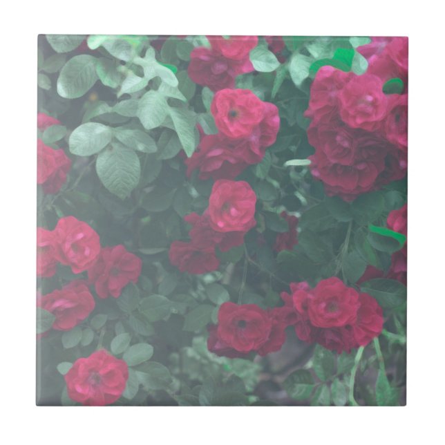 Azulejo Dibujo de flores de rosas rojas verde pálido (Frente)