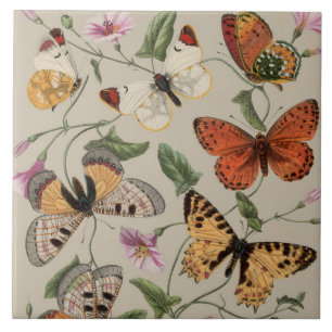 Azulejo Dibujo de la Colección de Mariposas y Polillas de