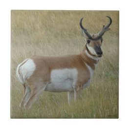 Azulejo Dineral del antílope de A1 Pronghorn