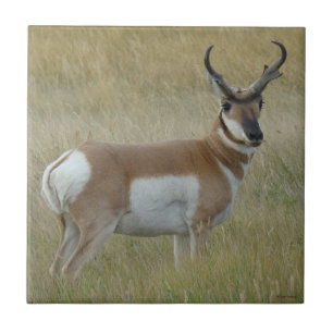 Azulejo Dineral del antílope de A1 Pronghorn