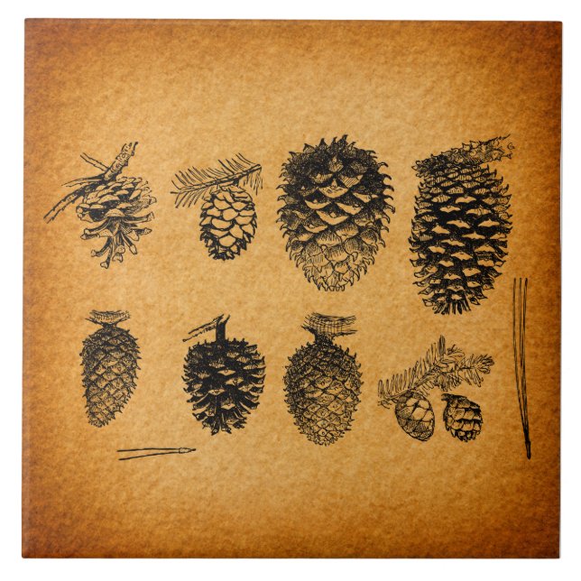 Azulejo Diseño antiguo de arte de pinecones de pino rústic (Frente)