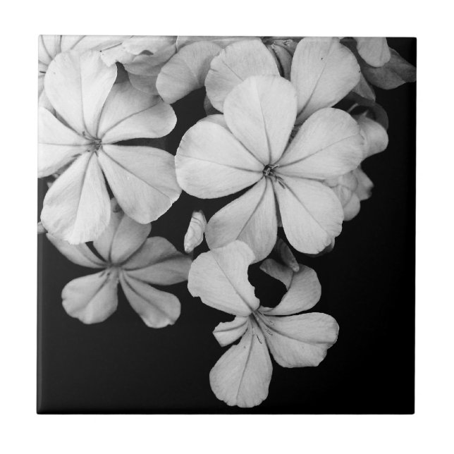 Azulejo Diseño de postal en blanco y negro (Frente)